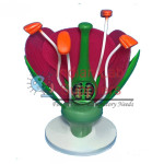 Typical Flower Model STEM Science Lab Demonstration Model